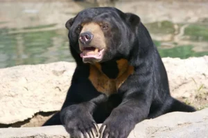 bear